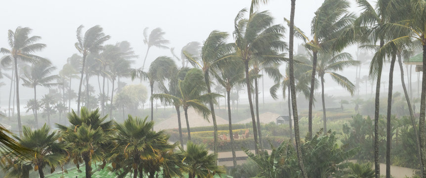 Emergency tree removal services - fallen tree on house